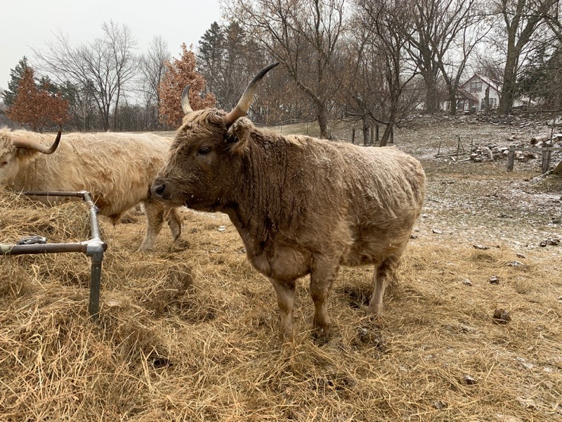 lot 5 image: Scottish-Highland Cow