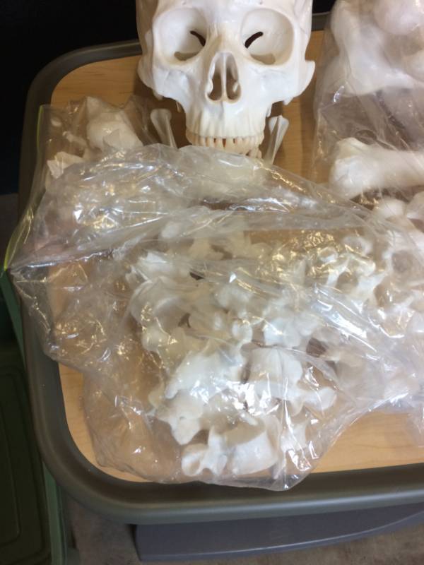 lot 42 image: Full Skeletal System Skeleton Appears New Ready To Assemble