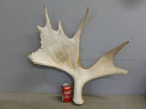 lot 164 image: Moose Shed