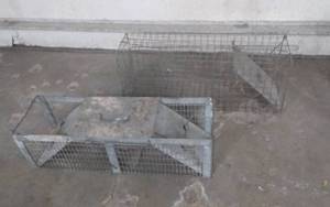 lot 69 image: 2-Havahart 24 Traps