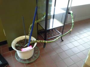lot 112 image: Bamboo Plant in Pot