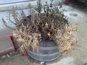 lot 120 image: Lot of (4) Wood Wine Half Barrel Planters