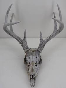 lot 6 image: Sun Bleached European Deer Mount