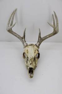 lot 7 image: European Deer Mount