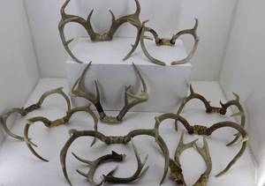 lot 8 image: 10 Sets Antlers