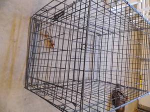 Dog Kennel