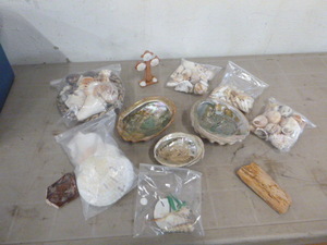 Lot of Seashells