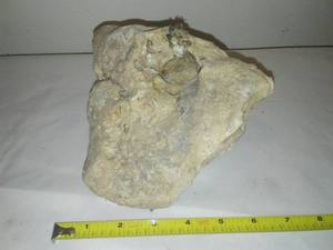 lot 186 image: Aquarium Live Rock, See pictures for dimensions