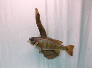 lot 1 image: Mounted Bass
