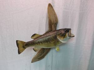 lot 2 image: Mounted Bass