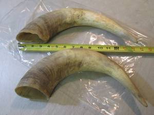 lot 61 image: Pair of Bull Horns  RM3...