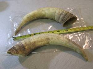 lot 79 image: Pair of Bull Horns  RM3...