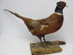 lot 3 image: Vintage Standing Pheasant Taxidermy Mount