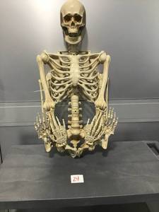 lot 24 image: Halloween Human Skeleton with Glowing Eyes BOO