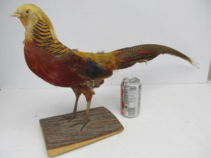 lot 10 image: Standing Golden Pheasant Taxidermy Mount