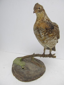 lot 11 image: Perched on Branch Grouse Taxidermy Mount