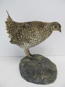 lot 12 image: Standing Grouse Taxidermy Mount