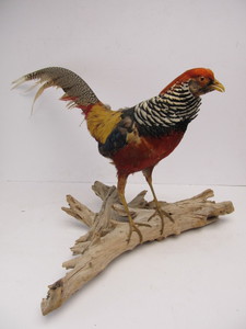 lot 13 image: Perched on Log Standing Golden Pheasant Taxidermy Mount