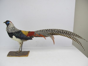 lot 14 image: Standing Lady Amherst Pheasant Taxidermy Mount