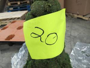 Tree Comprised of Moss Covered Green Balls