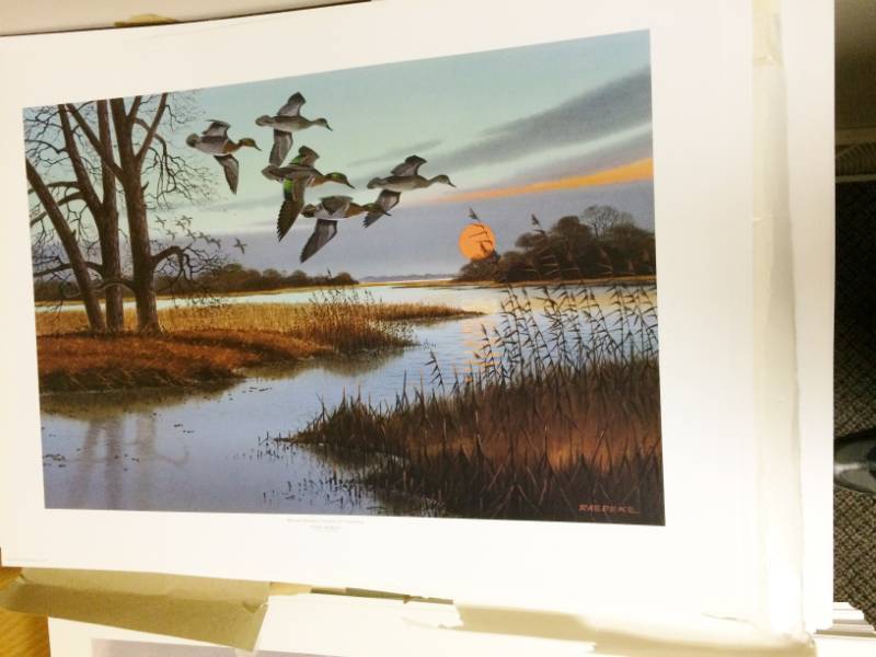 lot 53 image: Little Bullets - Green Wing Teal by Jerry Raedeke Unsigned Print Size With Border Approx 26x19