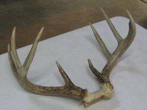 Deer Horn Rack
