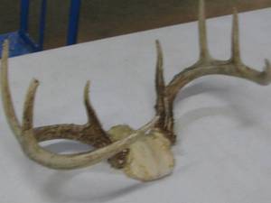Deer Horn Rack