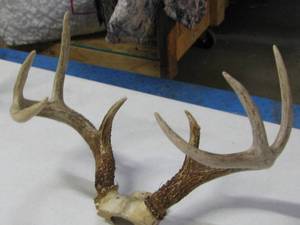 Deer Horn Rack