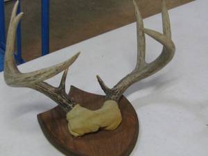 Deer Horn Rack