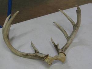 Deer Horn Rack