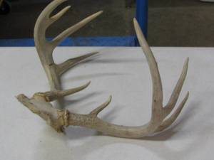Deer Horn Rack