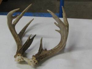 Deer Horn Rack
