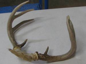 Deer Horn Rack