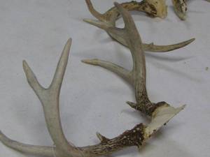 Deer Horn Rack