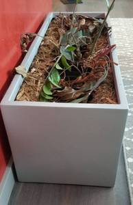 lot 130 image: Rectangular Bachmans Commercial Resin Planter