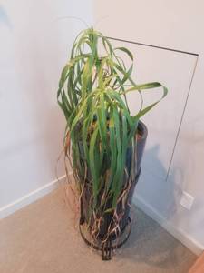 lot 138 image: Contemporary Blue Resin Planter in a Black Iron Stand