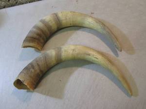lot 96 image: Pair of Bull Horns  CSB...