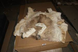 Deer Skin With Wooden Box