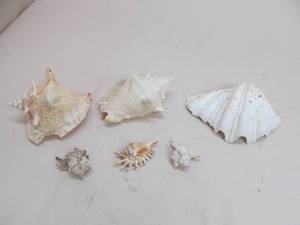 sea shells