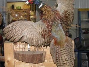 lot 10 image: Pheasant Mount