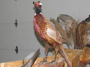 lot 12 image: Ringneck Pheasant Mount