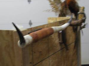 lot 13 image: Long Horn Steer Horns