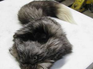 lot 40 image: Silver Fox Cap