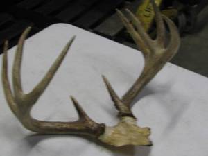 lot 42 image: Deer Antlers