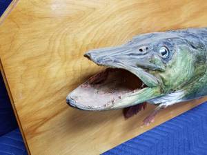 lot 2 image: Taxidermy