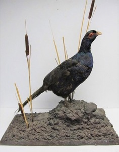 lot 36 image: Standing Taxidermy Black Pheasant 