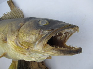 lot 160 image: Large Taxidermy Walleye Mount on Driftwood