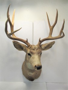lot 202 image: HUGE Excellent Mule Deer Buck Shoulder Mount
