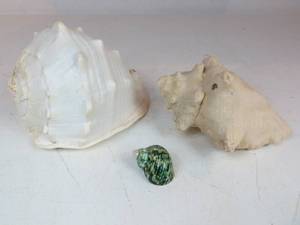 lot 81 image: Lot of 3 Seashells