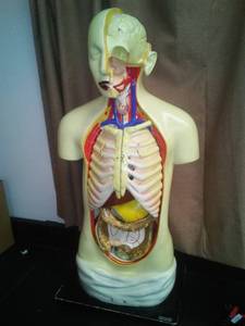 lot 515 image: Welch Science. Co Human Anatomy Torso model. Loc Rm 99 Sci